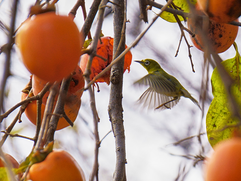 f:id:sunsun_fine:20191207145333j:plain 柿の実をつつくメジロ