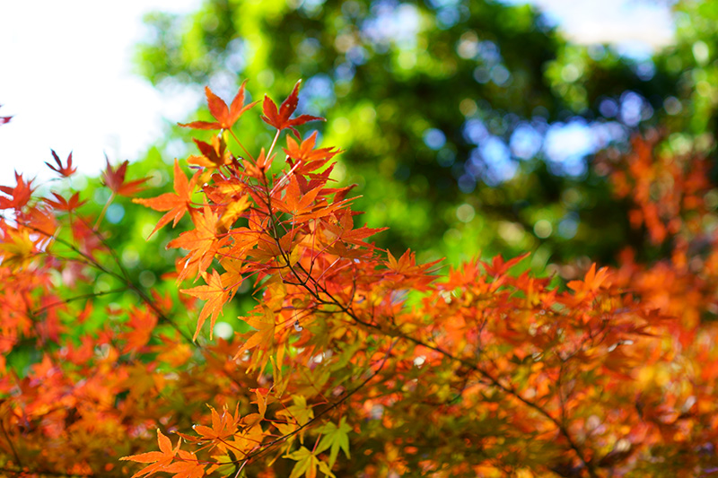 f:id:sunsun_fine:20191207150210j:plain 紅葉