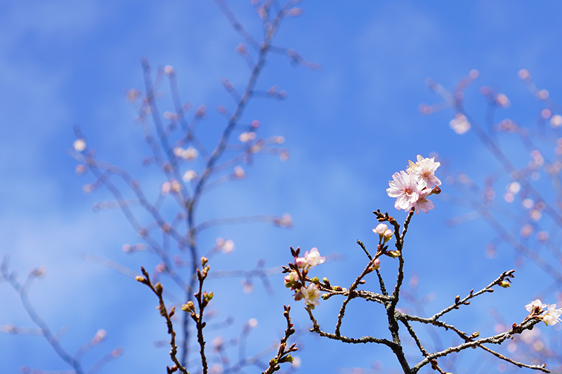 f:id:sunsun_fine:20191207150950j:plain 薬王院の十月桜