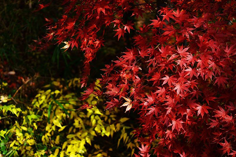 岩谷観音の紅葉