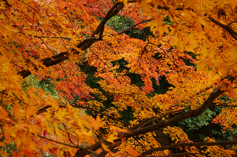 まだ鮮やかな紅葉