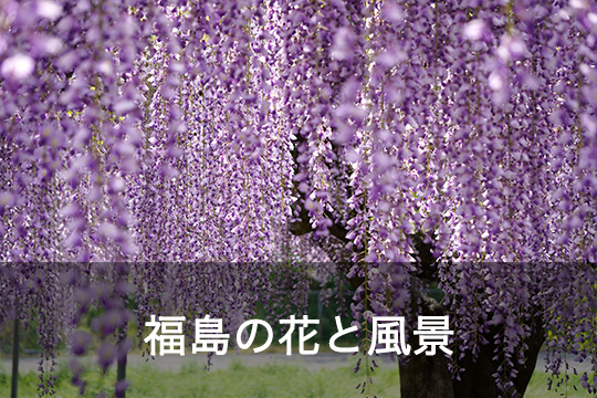福島の花と風景