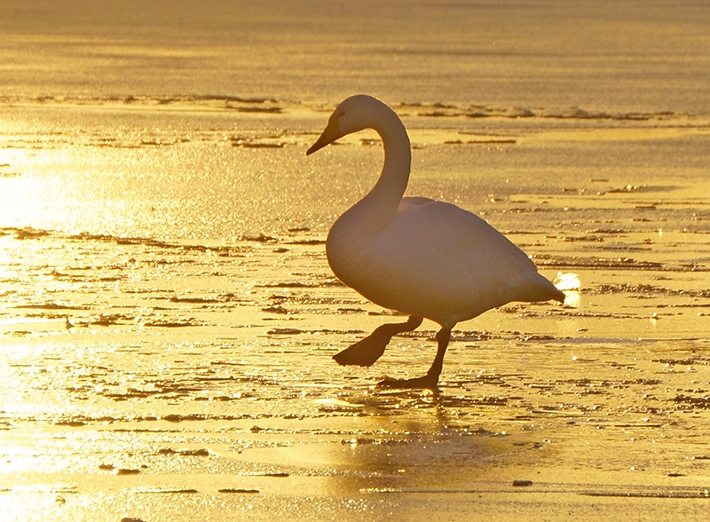 氷の上を歩く白鳥