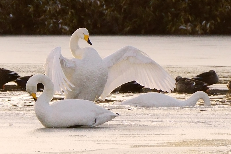 白鳥・目覚めの羽ばたき