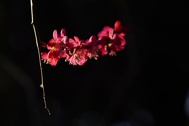 紅梅