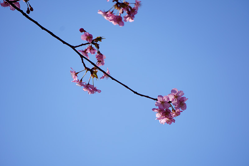 河津桜