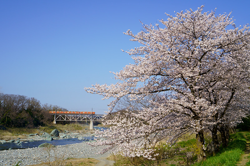 桜と電車