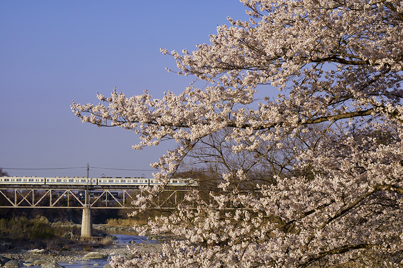 桜と電車