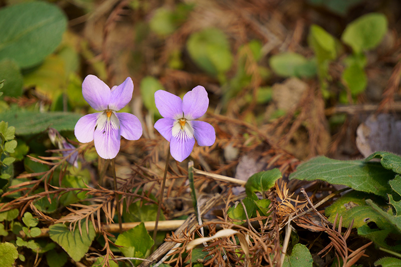 タチツボスミレ