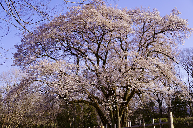見納め氏邦桜