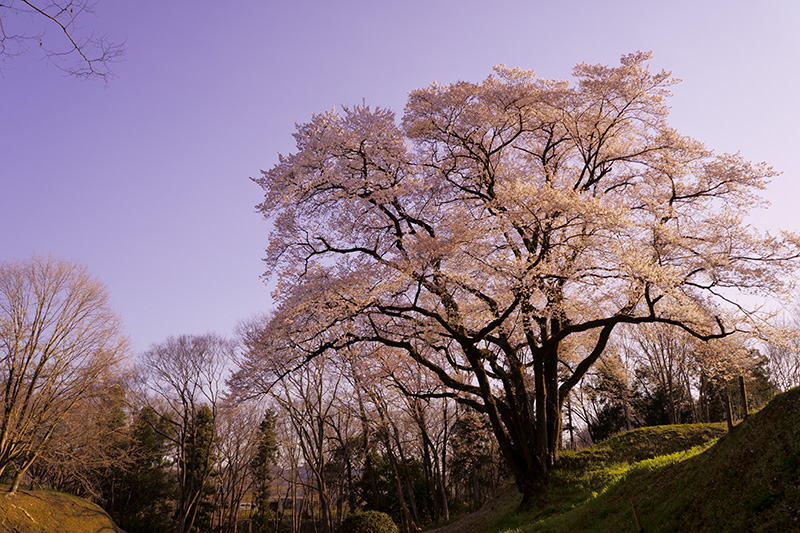 夕日を浴びる氏邦桜