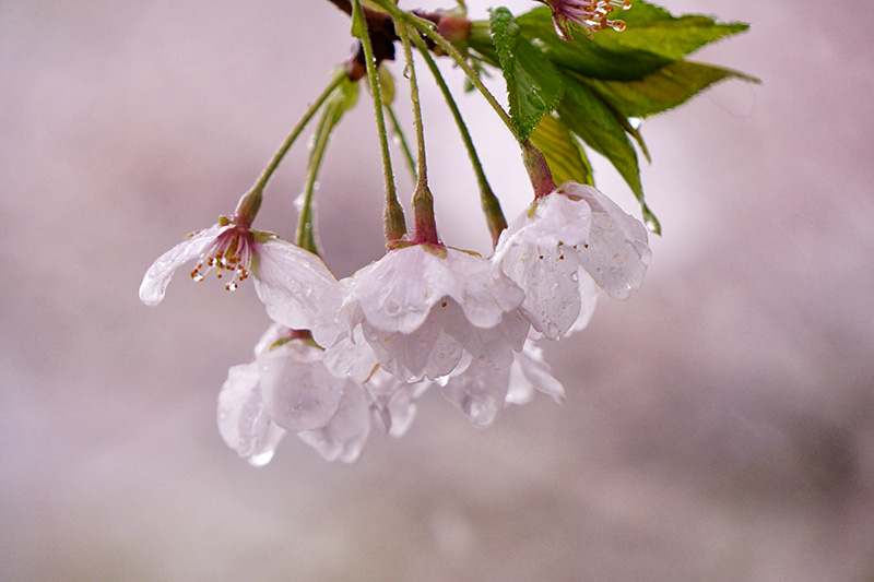 桜と雫