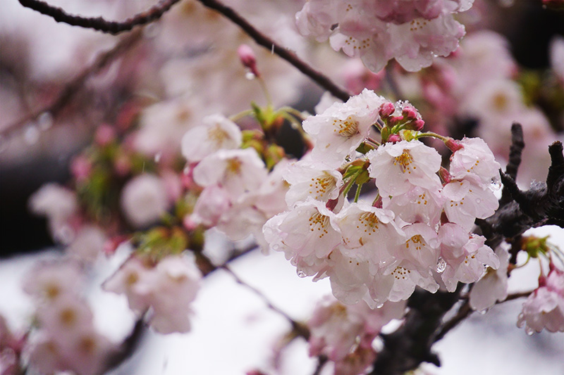 桜の房と雪