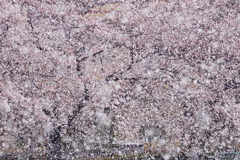 桜に雪