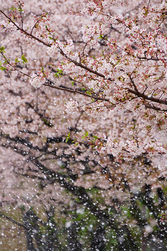 桜並木に雪