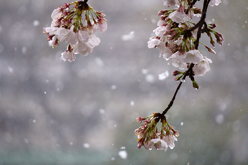 桜に雫