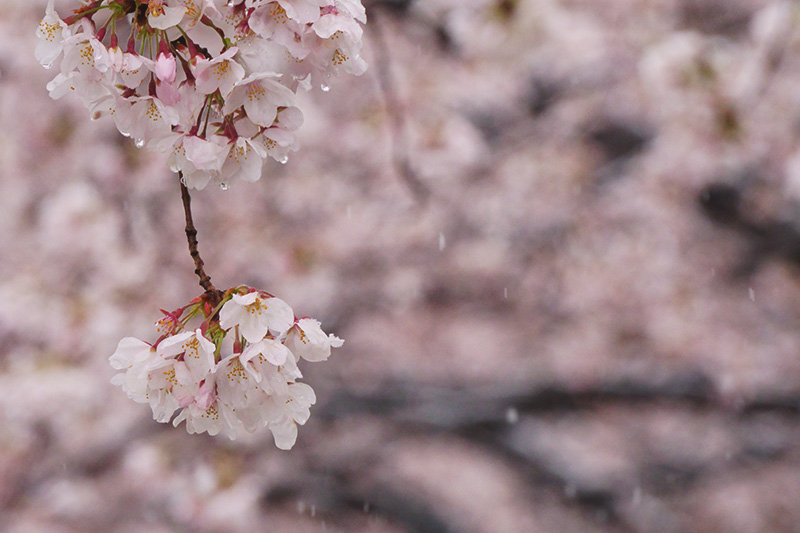 水滴と桜