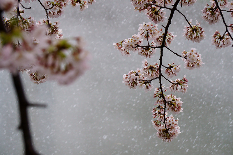 雪と桜