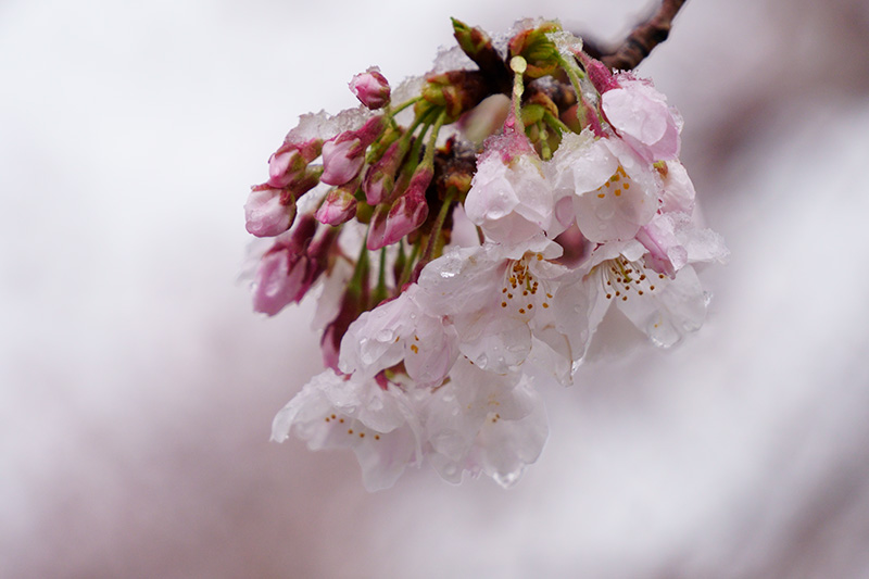 桜に雪が積もる