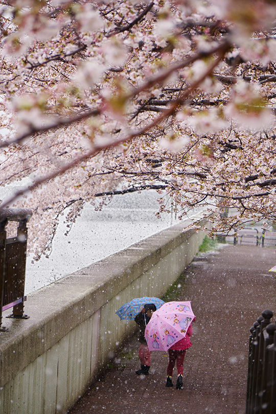 桜並木と傘の花