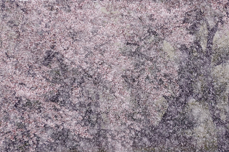 ベランダから雪見＆花見