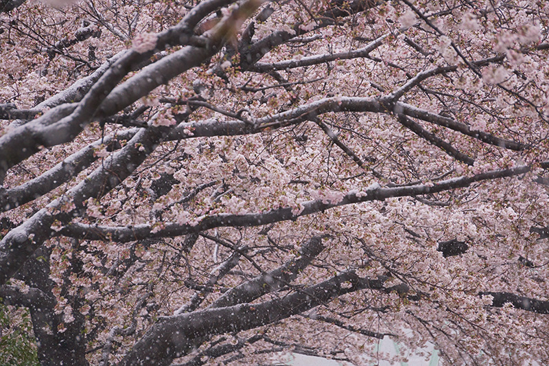 桜並木に雪