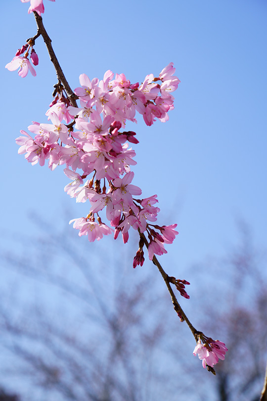 しだれ桜