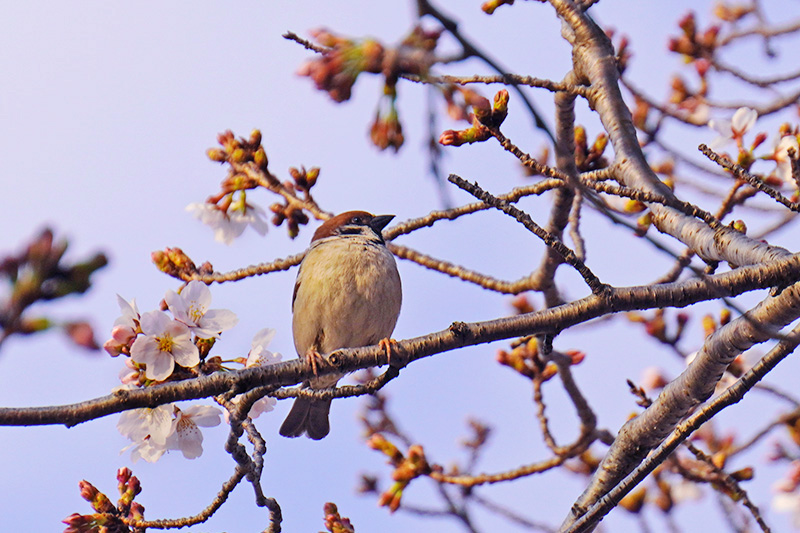 桜にスズメ