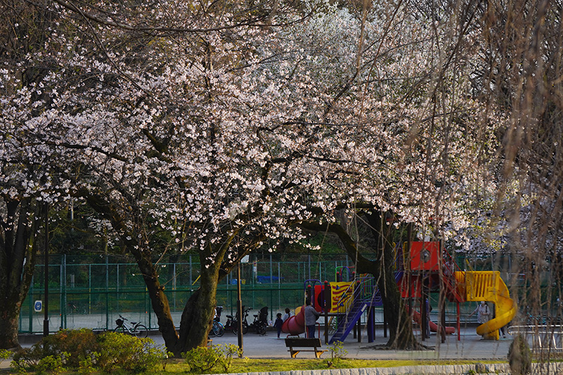 児童公園の桜