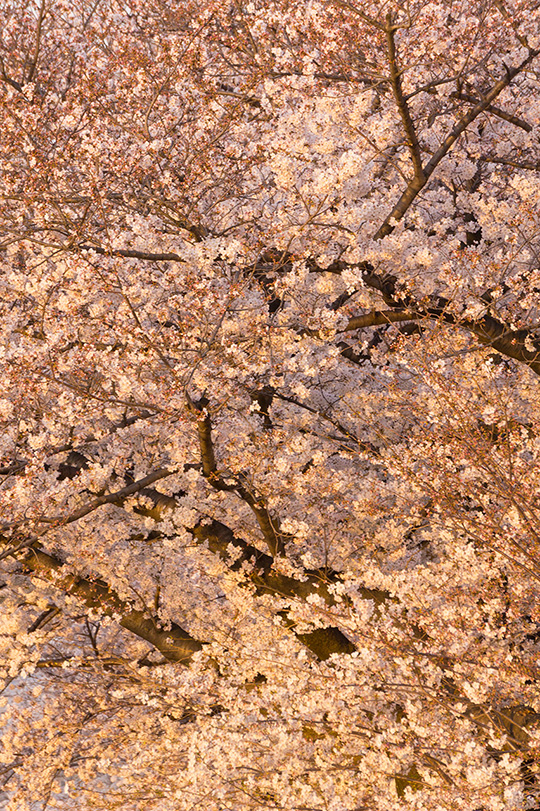 満開の桜
