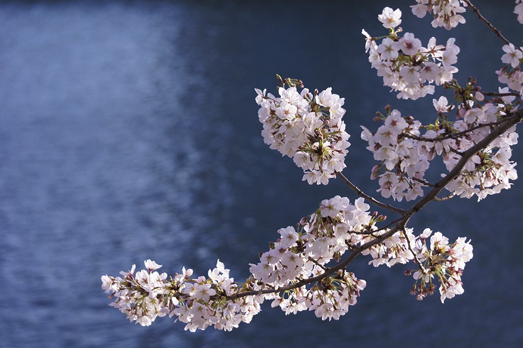 川面に桜