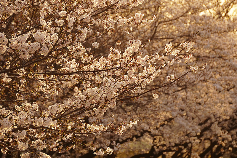 夕陽に輝く桜