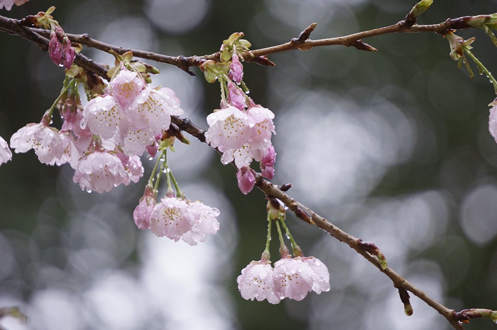 雨桜