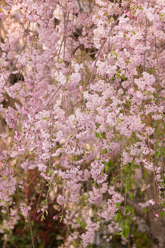 しだれ桜
