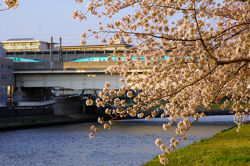 桜と新幹線