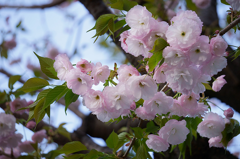八重桜