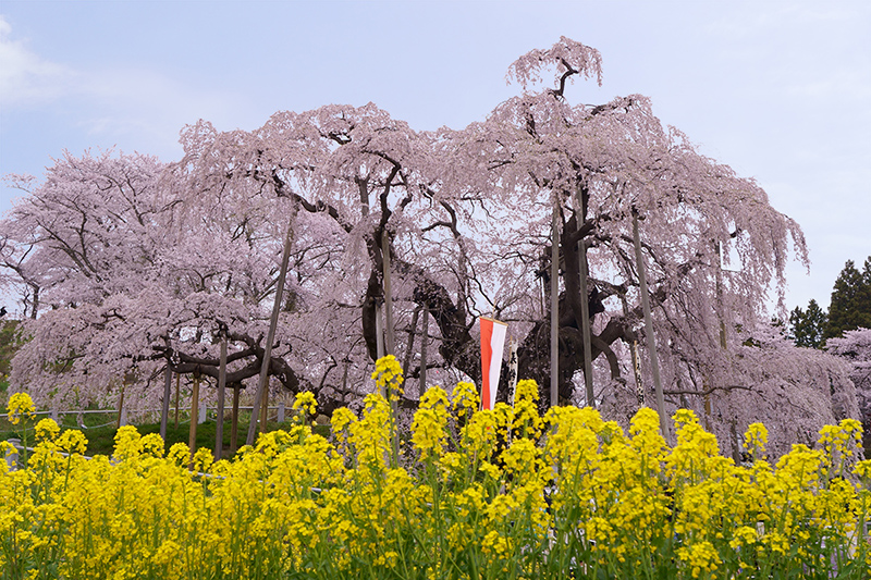 三春滝桜