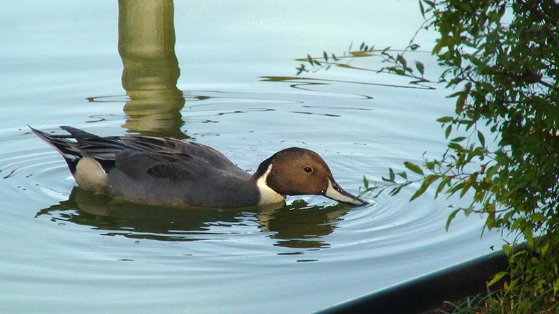 オナガガモ