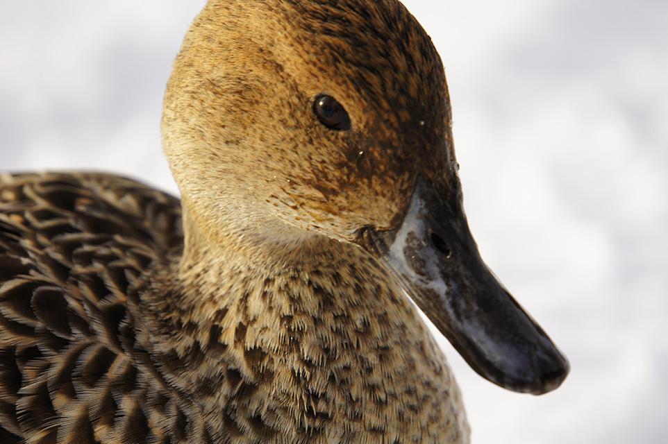 オナガガモ♀