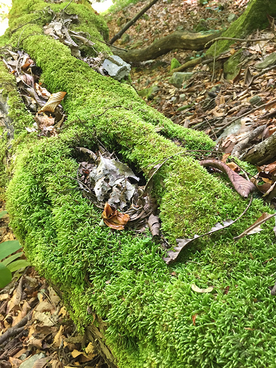 苔むした木