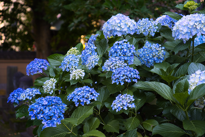 お寺の紫陽花