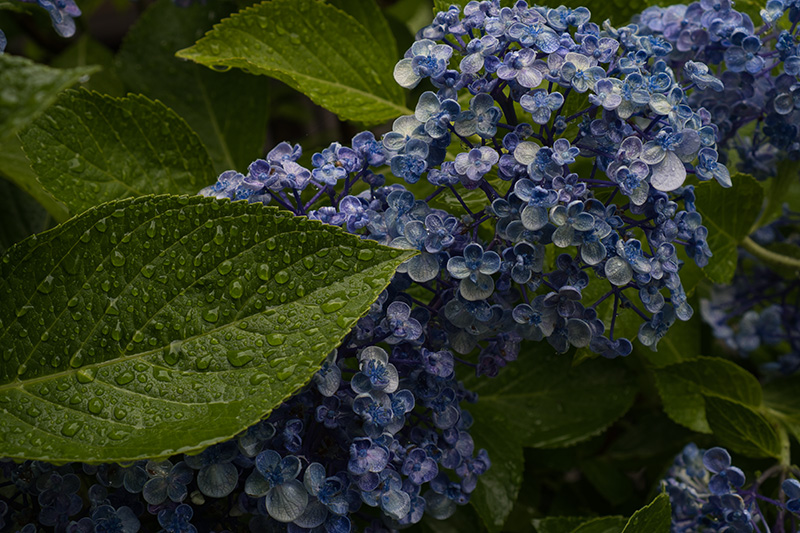 雨に濡れる紫陽花