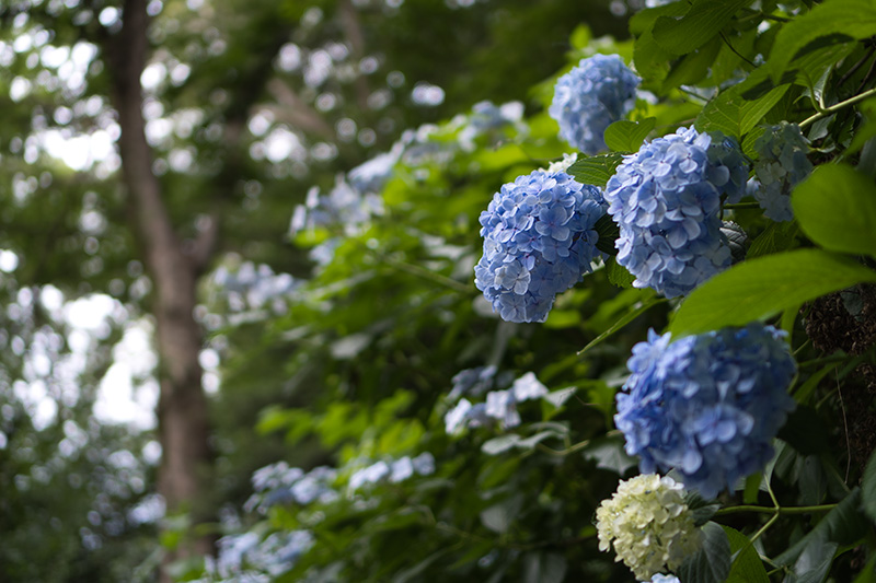 石段脇の紫陽花