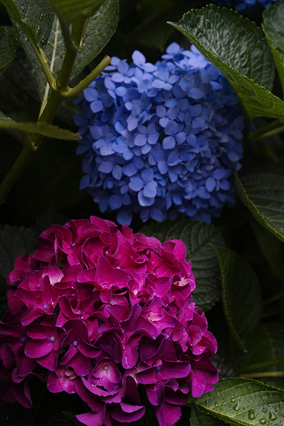 赤青紫陽花