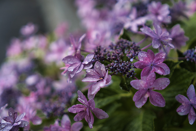 紫陽花