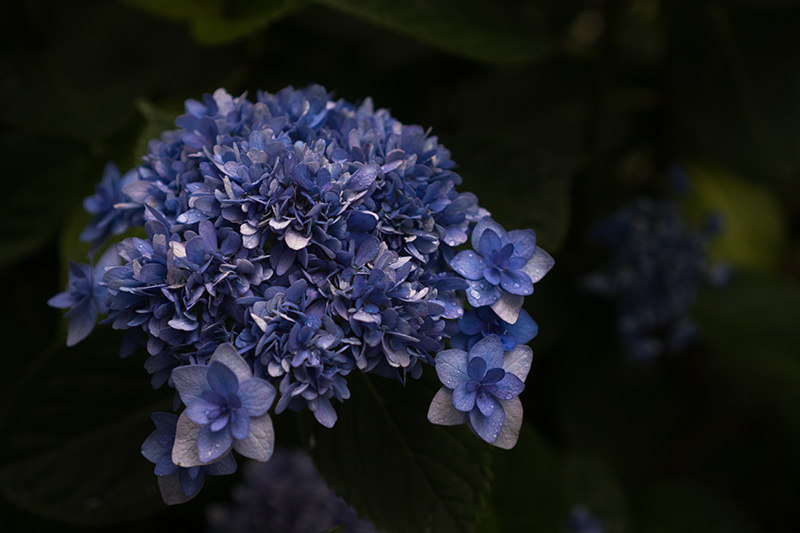 八重咲きの青い紫陽花