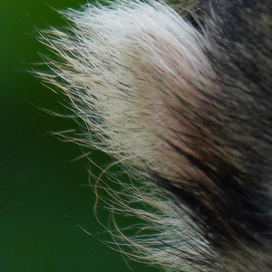 おさるさん等倍切り出し