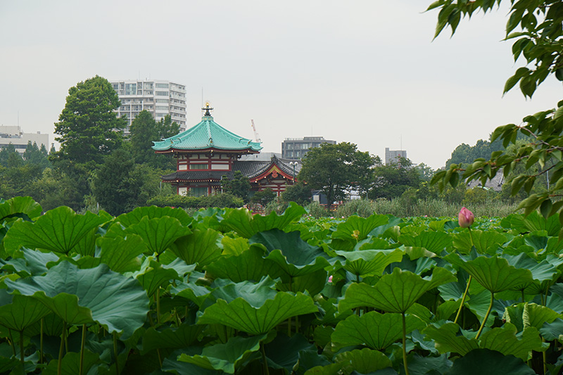 弁天堂をテレ端で