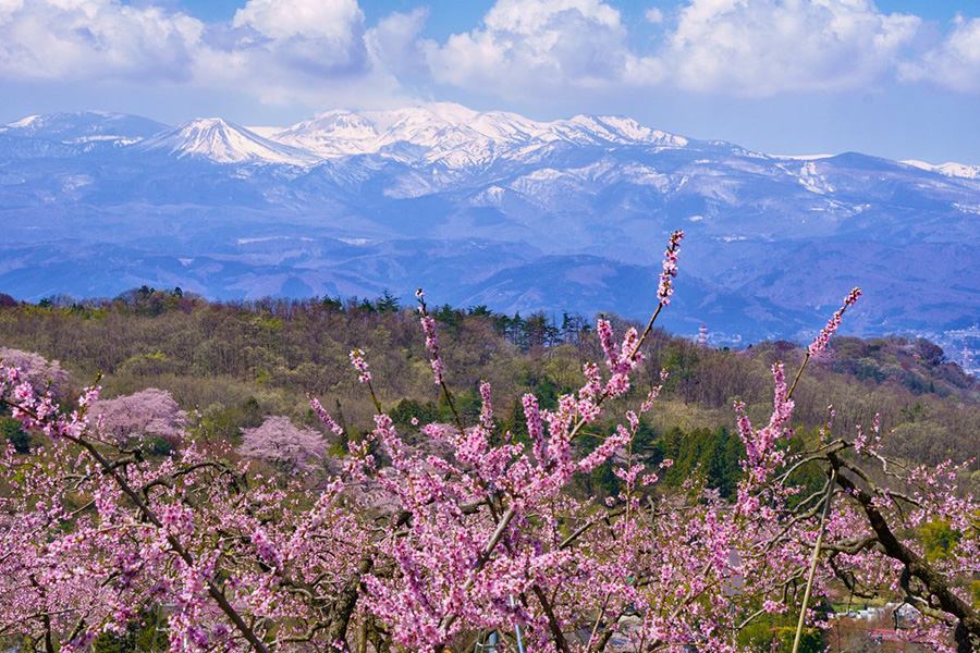 花見山から吾妻連峰