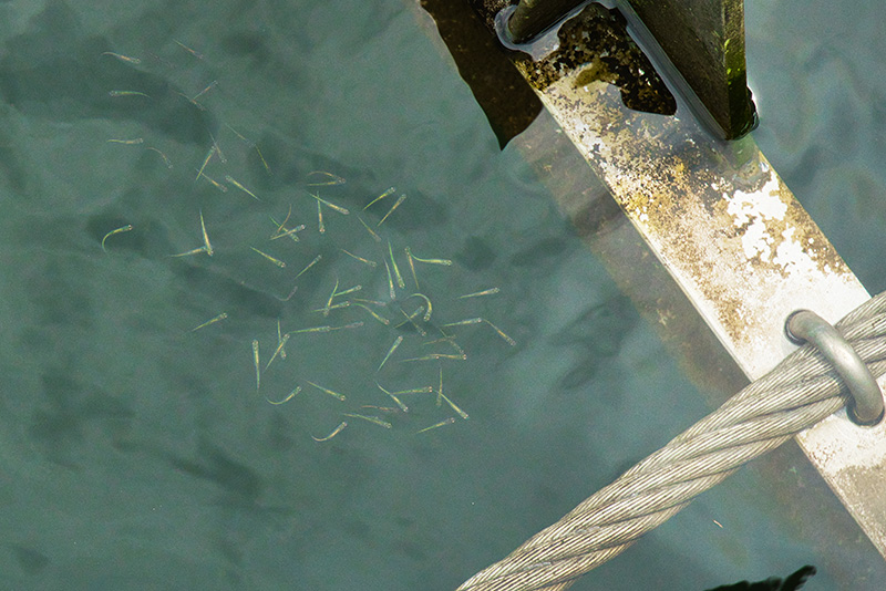 奥多摩湖の魚